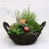Микс Salix Mand 25cm Met Tuinplanten