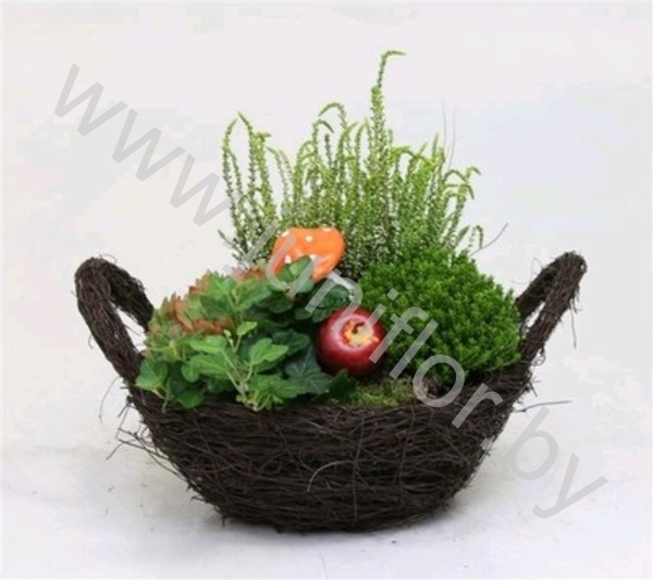 Микс Salix Mand 25cm Met Tuinplanten