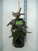 Ель Picea Acrocona