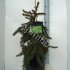 Ель Picea Acrocona Ель Picea Acrocona