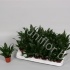 Драцена Dracaena Comp Compacta Драцена Dracaena Comp Compacta