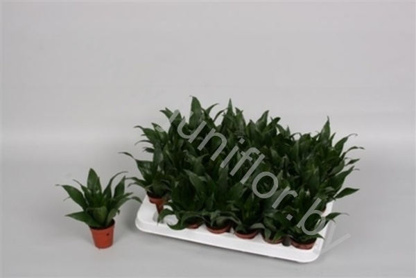 Драцена Dracaena Comp Compacta