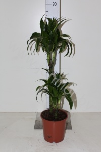 Драцена Dracaena Fr. Dorado 45-15