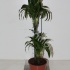 Драцена Dracaena Fr. Dorado 45-15 Драцена Dracaena Fr. Dorado 45-15