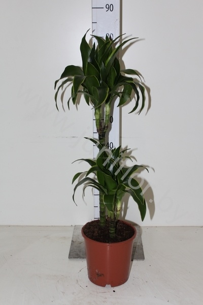 Драцена Dracaena Fr. Dorado 45-15