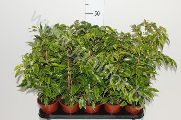Фикус Ficus Anastasia