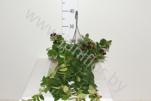 Эсхинантус Aeschynanthus Bella Donna