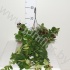 Эсхинантус Aeschynanthus Bella Donna Эсхинантус Aeschynanthus Bella Donna