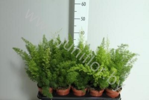 Аспарагус Asparagus Densiflorus Meyers