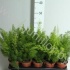 Аспарагус Asparagus Densiflorus Meyers Аспарагус Asparagus Densiflorus Meyers
