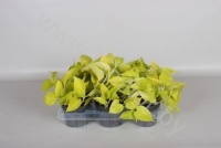 Эпипремнум Epipremnum Golden Pothos