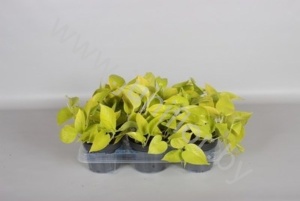Эпипремнум Epipremnum Golden Pothos