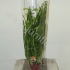 Цимбидиум Cymbidium Mix 4-tak cites Цимбидиум Cymbidium Mix 4-tak cites
