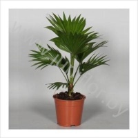 Ливистона Livistona Rotundifolia