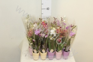 Фаленопсис Phalaenopsis Gem.2-Tak In Keramieke Pot