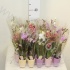 Фаленопсис Phalaenopsis Gem.2-Tak In Keramieke Pot Фаленопсис Phalaenopsis Gem.2-Tak In Keramieke Pot