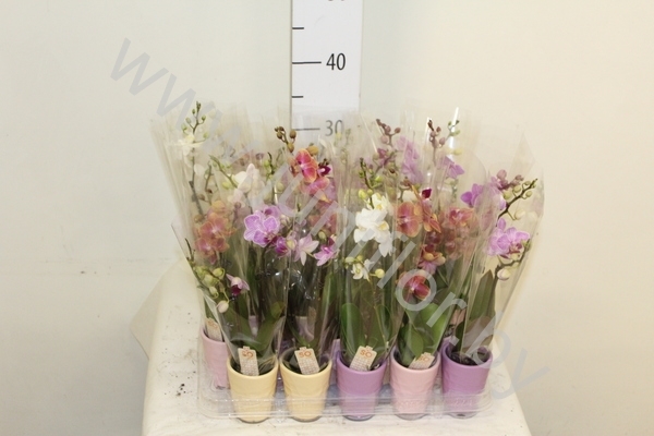 Фаленопсис Phalaenopsis Gem.2-Tak In Keramieke Pot