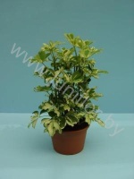 Шеффлера Schefflera Charlotte 3PP