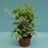 Шеффлера Schefflera Charlotte 3PP Шеффлера Schefflera Charlotte 3PP
