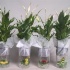Спатифиллюм Spathiphyllum Yess Animall Collecti