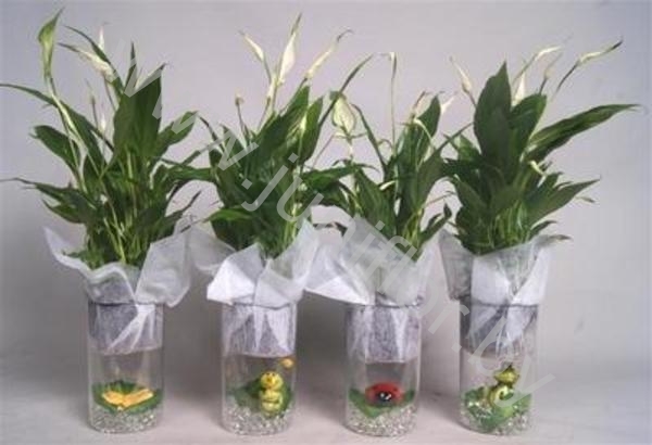 Спатифиллюм Spathiphyllum Yess Animall Collecti