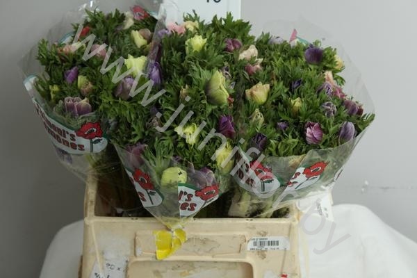 Анемон Anemone Pastel Mix