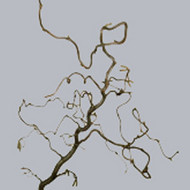 Корилис Corylus Contorta