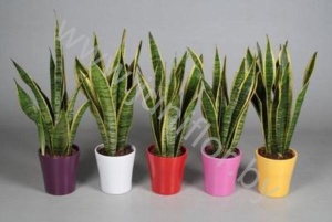 Сансевиерия In Amy Mix Keramiek