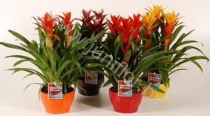 Гузмания Gemengd 3pp In Keramieke P