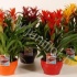Гузмания Gemengd 3pp In Keramieke P