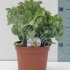 Крассула Undulata Крассула Undulata