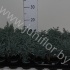 Кипарис Chamaecyparis Boulevard Кипарис Chamaecyparis Boulevard
