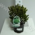 Ель Picea Alberta Globe Ель Picea Alberta Globe