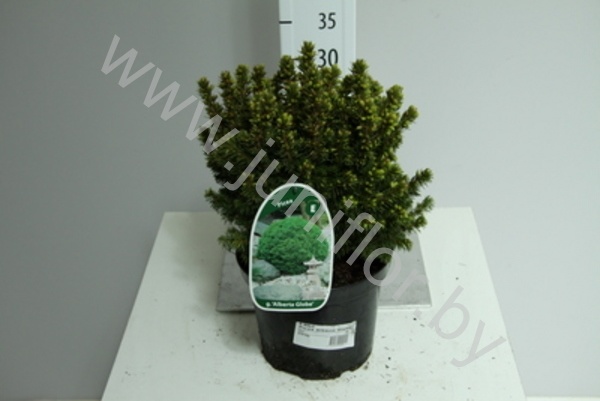 Ель Picea Alberta Globe