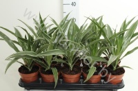 Драцена Dracaena Comp Kanzi