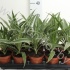 Драцена Dracaena Comp Kanzi Драцена Dracaena Comp Kanzi