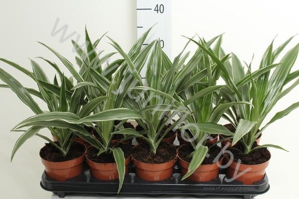 Драцена Dracaena Comp Kanzi