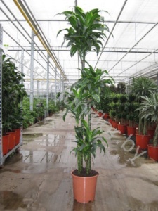 Драцена Dracaena Fr. Dorado 120-90-60-30