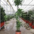 Драцена Dracaena Fr. Dorado 120-90-60-30 Драцена Dracaena Fr. Dorado 120-90-60-30
