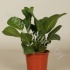 Фикус Ficus Audrey 3PP Фикус Ficus Audrey 3PP