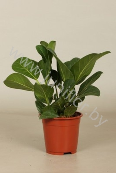 Фикус Ficus Audrey 3PP