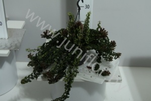 Эсхинантус Aeschynanthus 'Twister'