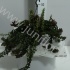 Эсхинантус Aeschynanthus 'Twister' Эсхинантус Aeschynanthus 'Twister'