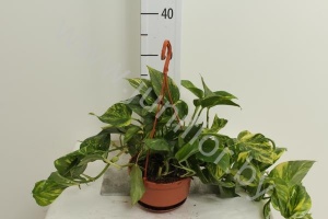 Эпипремнум Epipremnum Hang