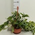Эпипремнум Epipremnum Hang Эпипремнум Epipremnum Hang