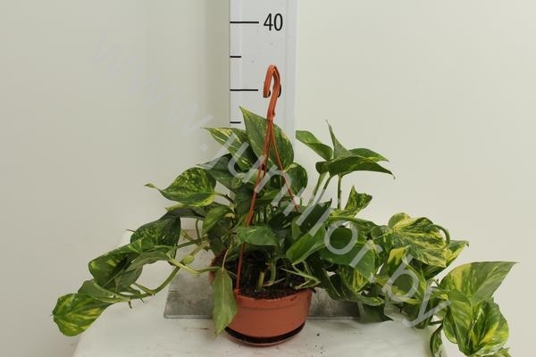 Эпипремнум Epipremnum Hang