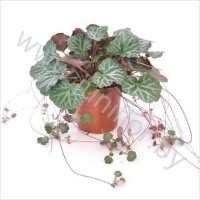 Камнеломка Saxifraga Strawberry