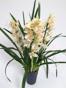 Цимбидиум Cymbidium Paddy Sue 2-3 tak CITIES