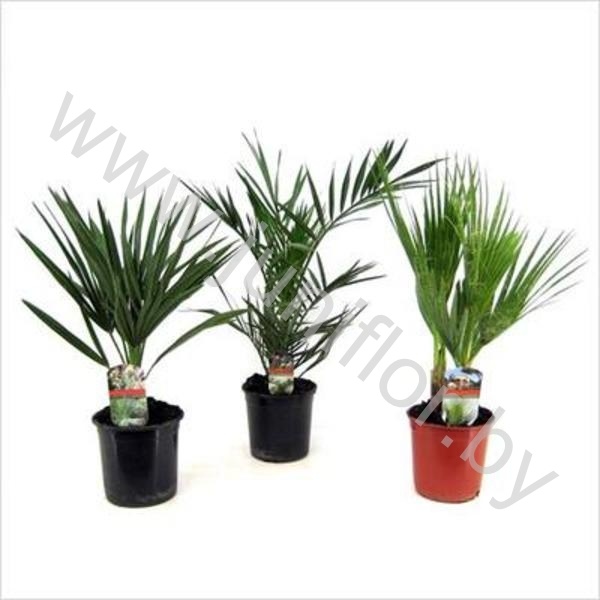 Пальмовый микс Palm Mix Phoenix/Washingtonia