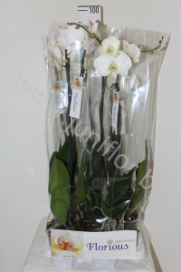 Фаленопсис Phal Grandiflora 2-Tak